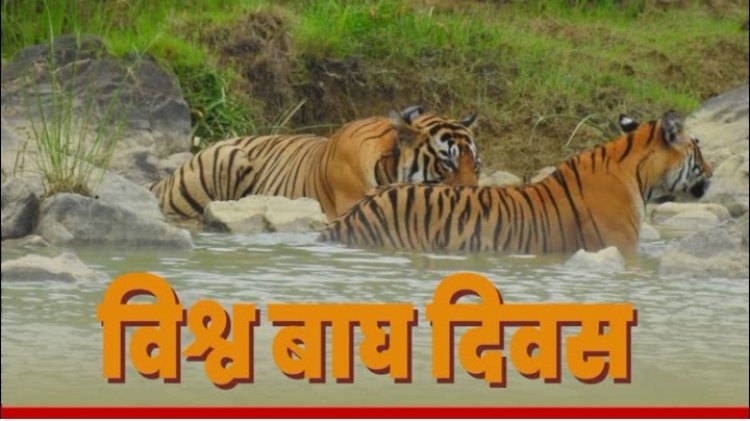विश्व बाघ दिवस: बाघ संरक्षण में भारत बना दुनिया का अग्रणी देश