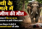 CG – हाथियों का आतंक: जंगल में भैंस चरा रहे ग्रामीण पर नर हाथी ने किया हमला, मौके पर मौत