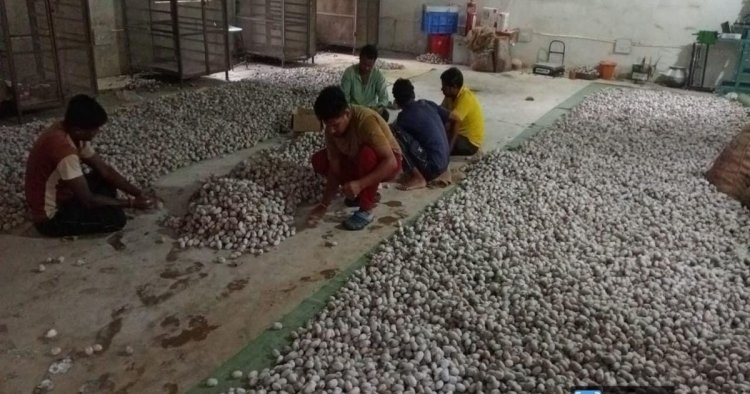 वनांचल में रेशम की चमक, नारायणपुर में टसर योजना से संवर रही ग्रामीणों की तकदीर…..
