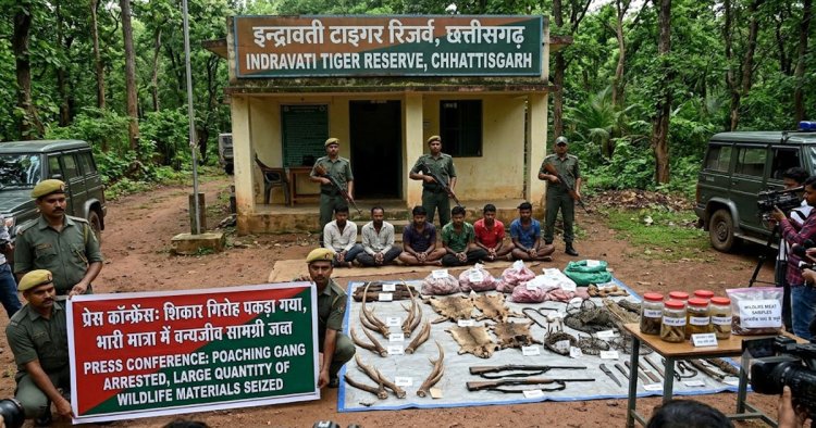 BREAKING NEWS  : इंद्रावती टाइगर रिजर्व से छह शिकार संदिग्ध गिरफ्तार, वन्यजीव मांस और सामग्री जब्त