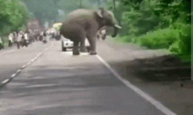 छत्तीसगढ़ में हाथियों का आतंक: कोरबा हाईवे पर सेल्फी लेने दौड़ा लोनर हाथी, तो महासमुंद में ग्रामीण पर हमले से गंभीर चोटें
