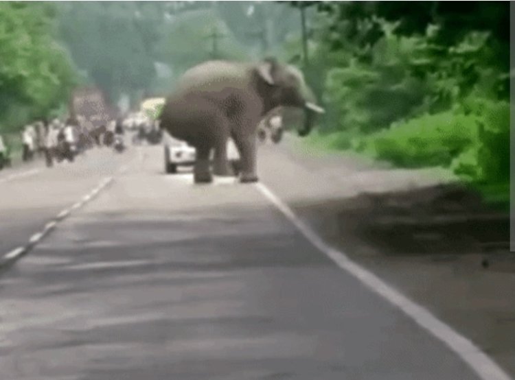 छत्तीसगढ़ में हाथियों का आतंक: कोरबा हाईवे पर सेल्फी लेने दौड़ा लोनर हाथी, तो महासमुंद में ग्रामीण पर हमले से गंभीर चोटें